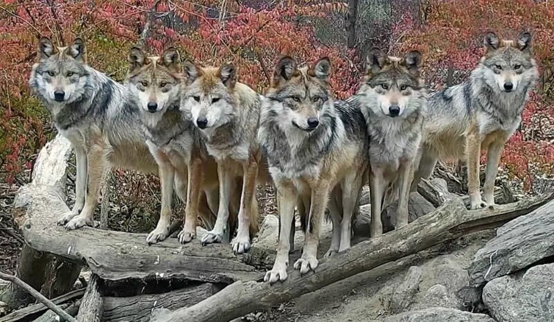 Камера засняла исчезающих волков, которые "позировали" для фото