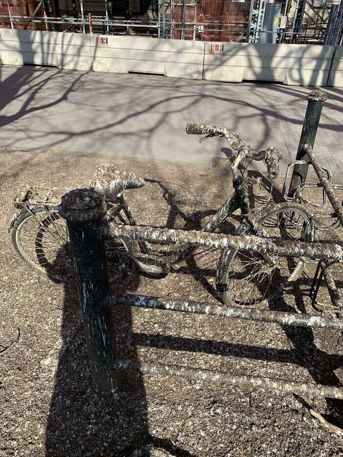 12. "Кто-то оставил свой велосипед не под тем деревом"