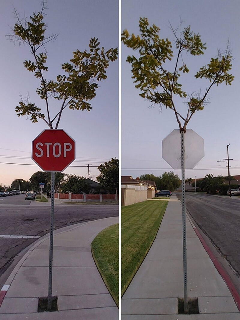 Это дерево выросло внутри дорожного знака