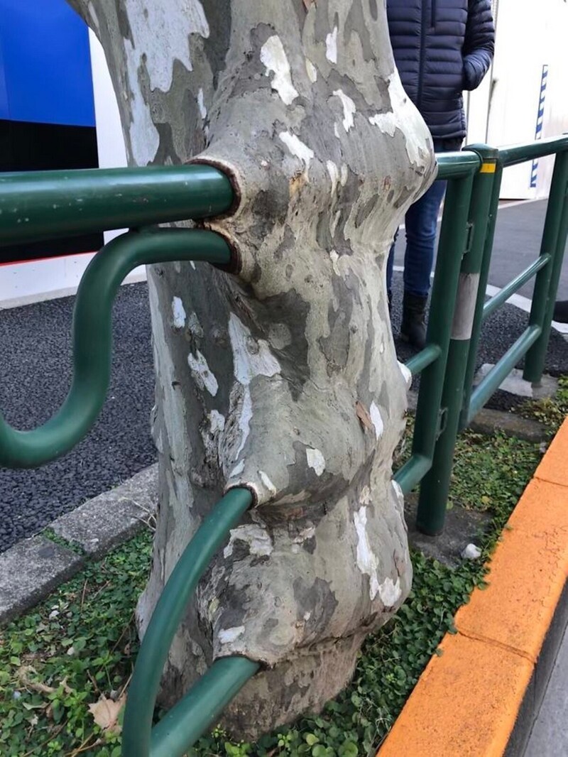 Дерево заключило в себя ограду