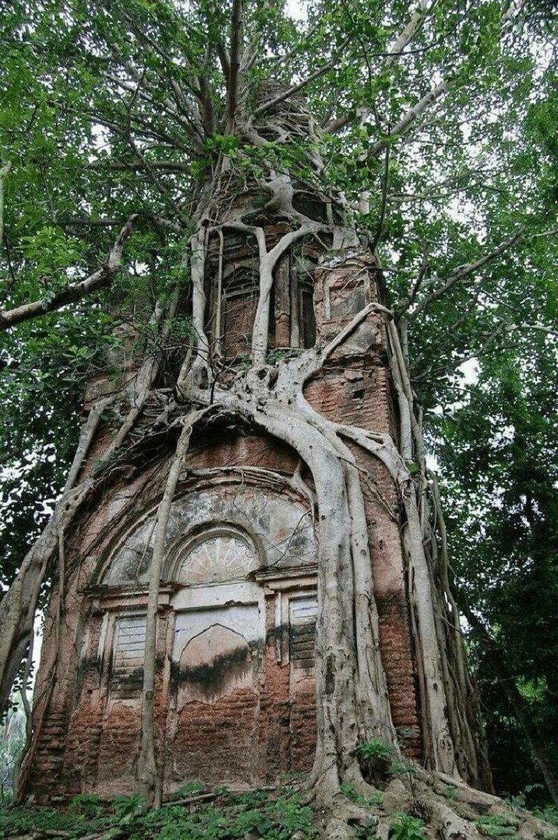 Древний храм Шивы в Бангладеш, окруженный священным деревом Бодхи