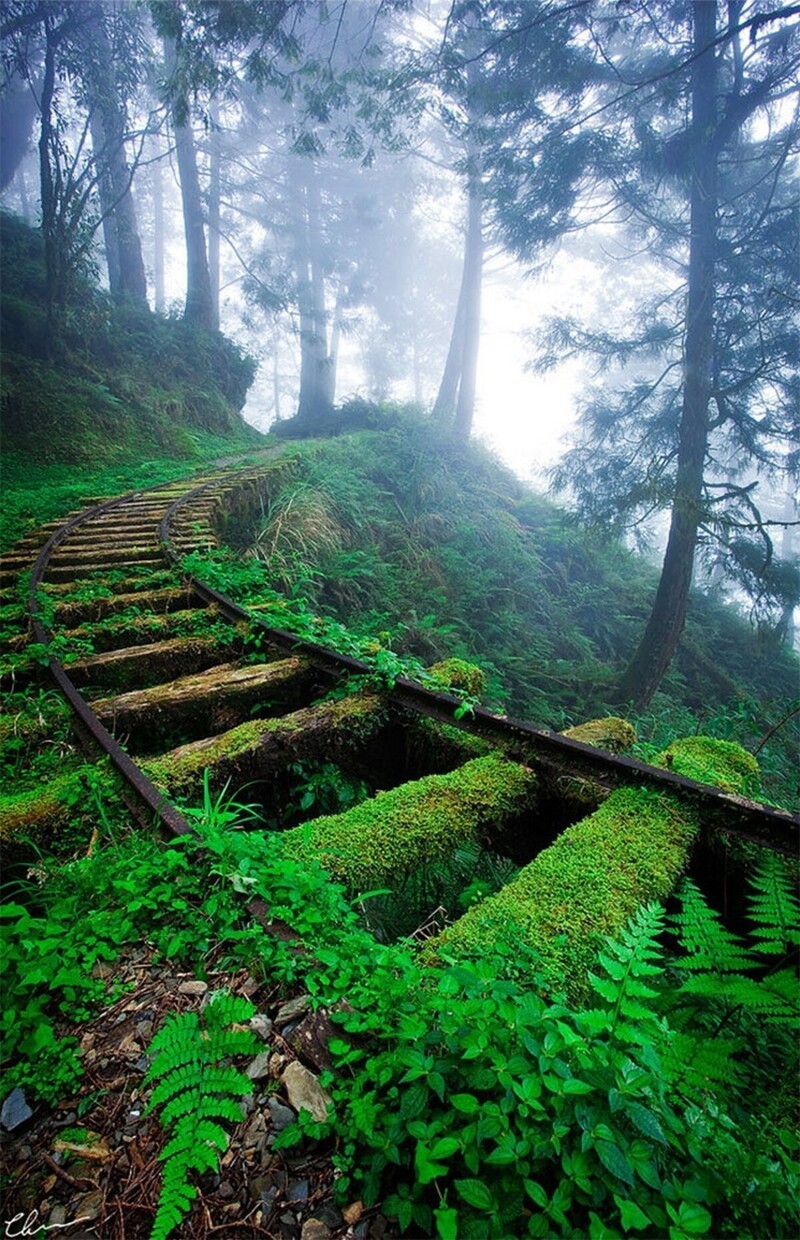 Железная дорога, захваченная лесом, Тайвань
