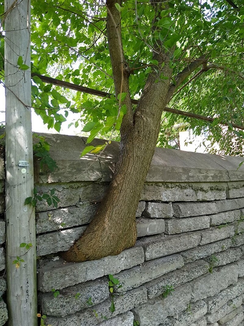 Это дерево сумело пройти сквозь каменную стену