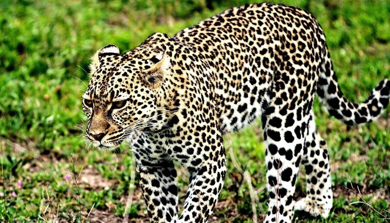 Леопард напал на полицейского в Иране