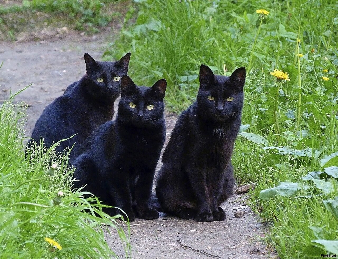 Черная кошка россия. Черные коты. Три кошки. Кошечка черная. Одинаковые кошки.