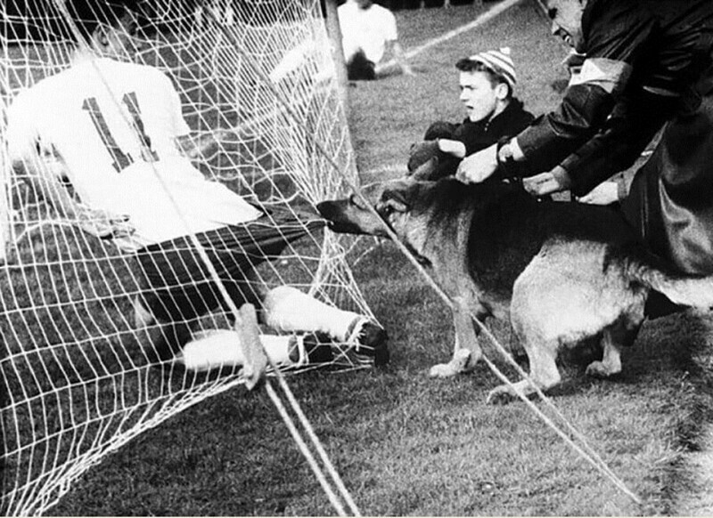 Полицейская собака во время матча в Кельне (Германия) не очень довольна игрой вратаря, 1959 год