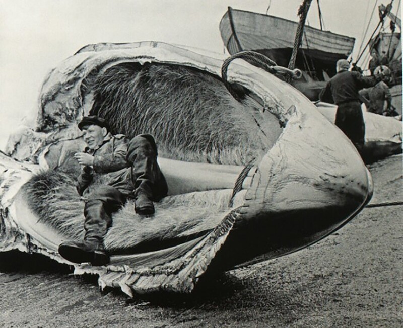 Место отдыха — челюсть кита, 1960 год.