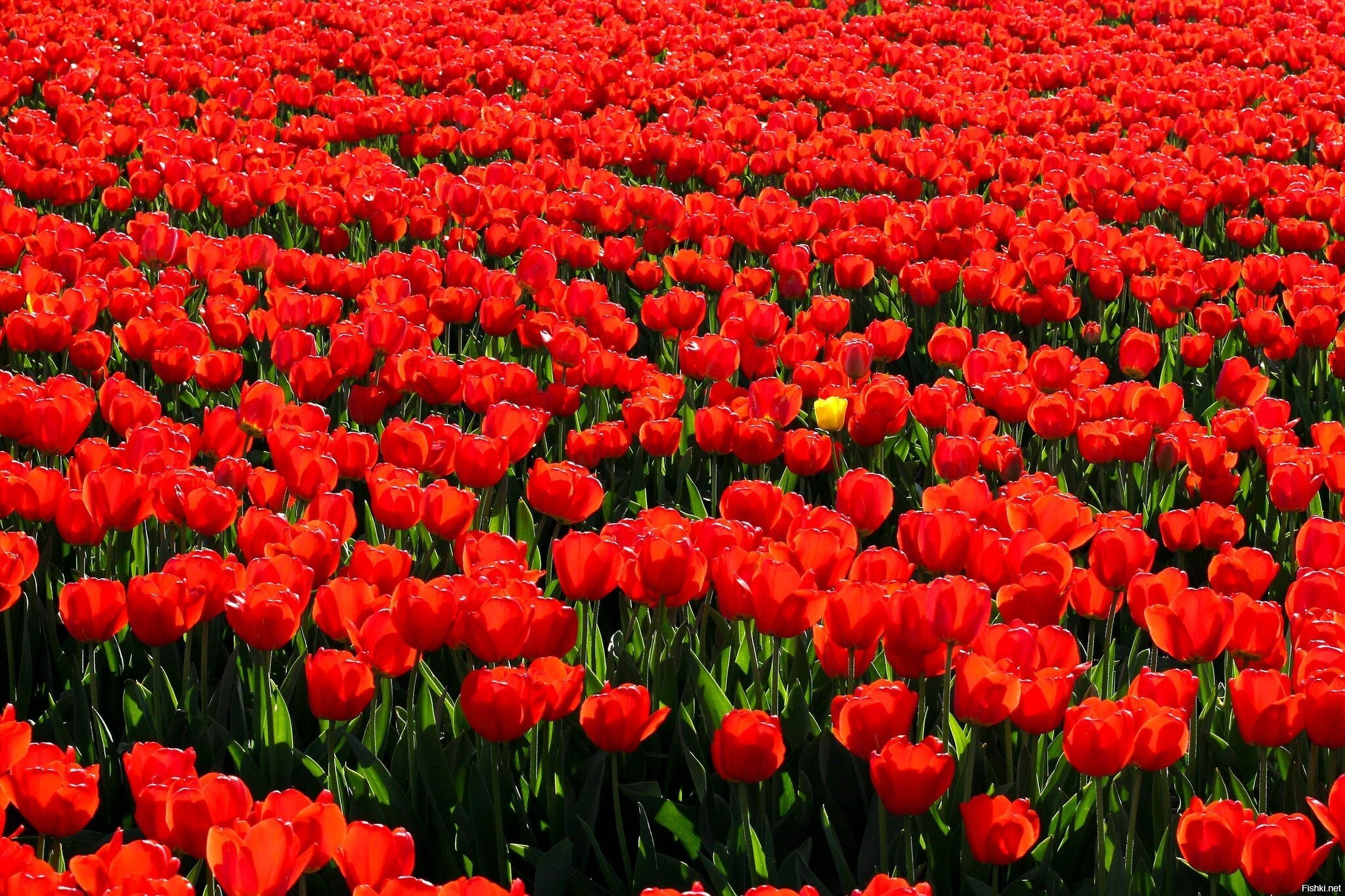 Село Янтарное Крым тюльпаны