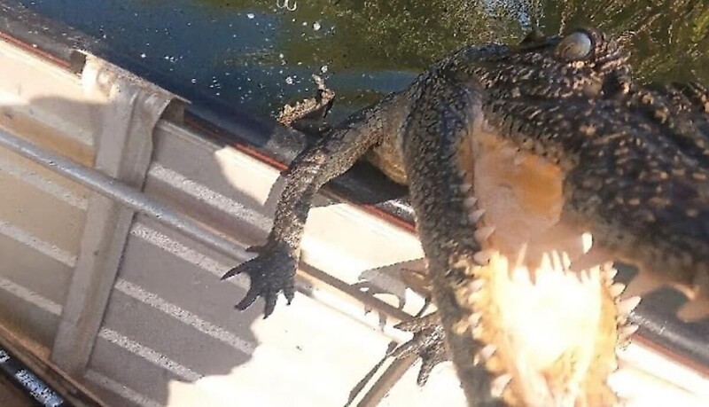 Крокодил запрыгнул на лодку рыбаков