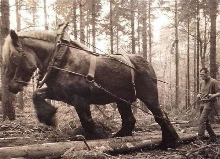 Винтажное фото рабочей лошади
