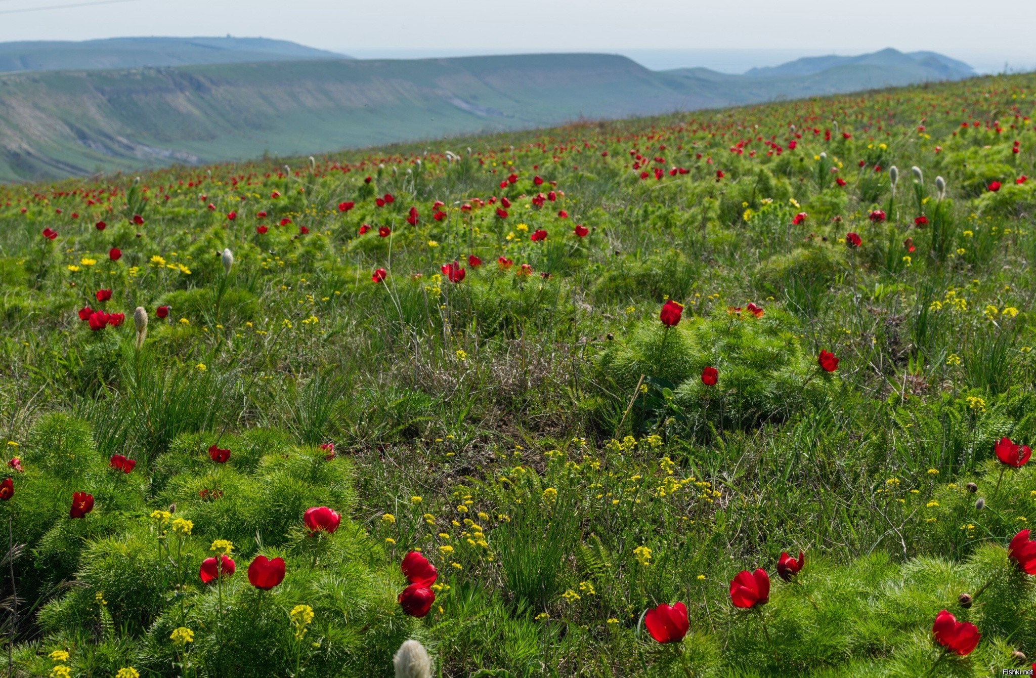 Лохмачи цветы на полях в ставрополе фото