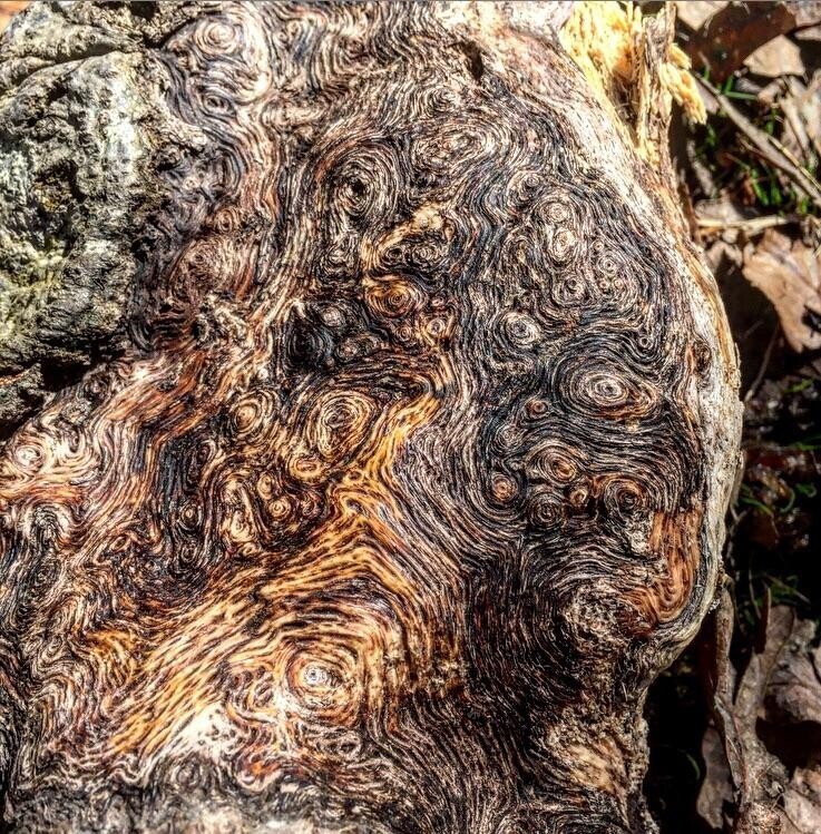 Дерево похоже на картину "Звёздная ночь" Ван Гога