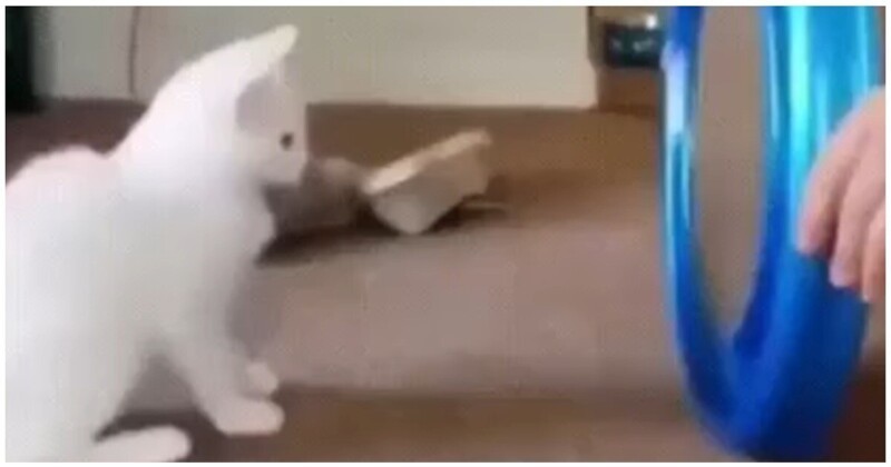 Неожиданная реакция кота на игрушку