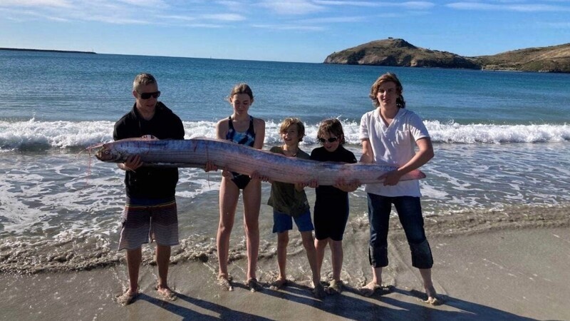 Гуляя по пляжу, семья увидела огромную рыбину