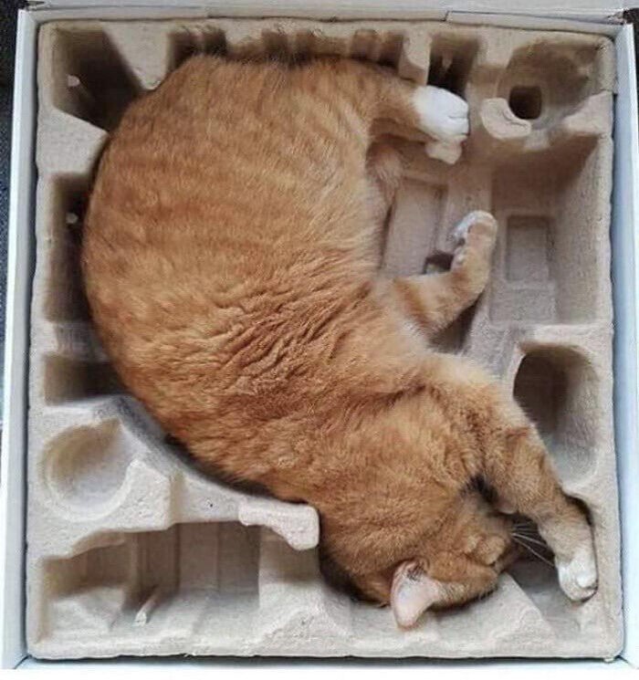 Идеальная коробка для кота