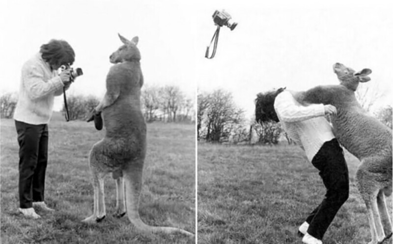 Кенгуру ударил фотографа, когда тот хотел сфотографировать животное. Англия, 1967 год