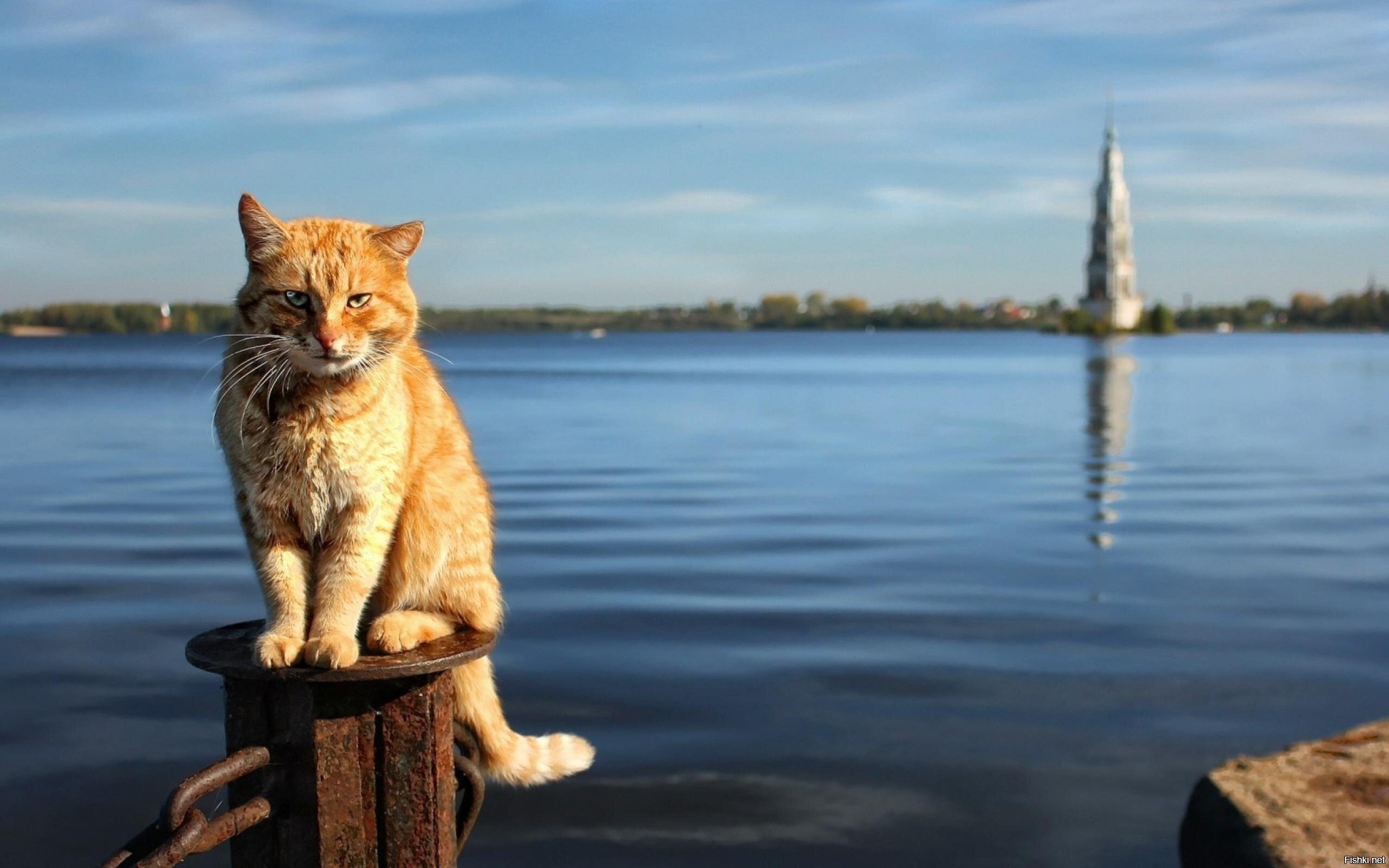 Кошки в озерах. Кошки Петербурга. Кот у реки. Коты у реки. Рыжий кот с рыбой.