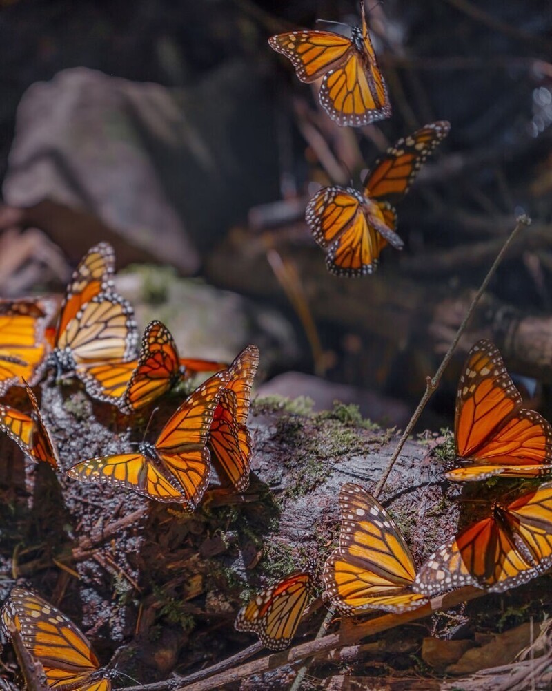 Невероятное зрелище: миграция тысяч бабочек в Мексике
