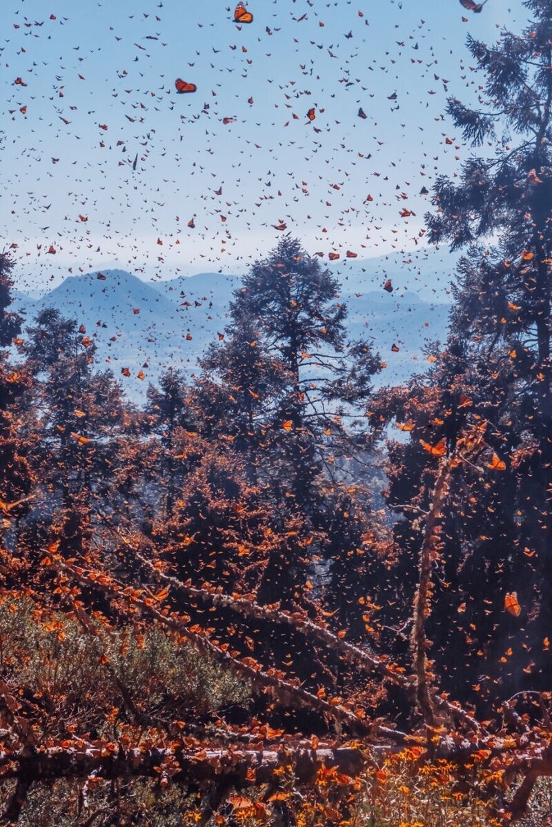 Невероятное зрелище: миграция тысяч бабочек в Мексике