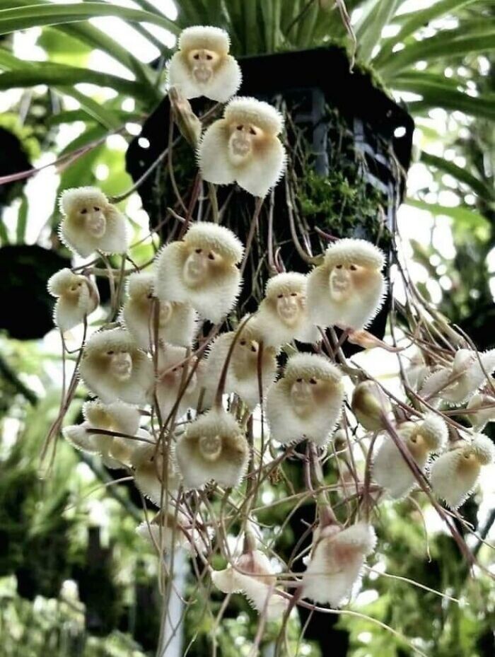 31. Обезьянья орхидея (сорт "Дракула). Цветёт раз в 20 лет