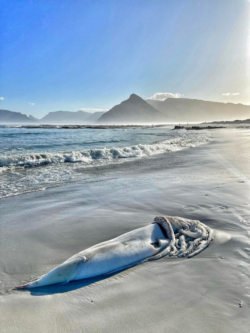 Жители ЮАР заметили на берегу огромного кальмара
