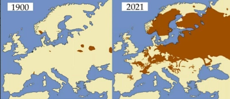 Ареал распространения бобров в Европе в 1900 г. и в 2021 г.