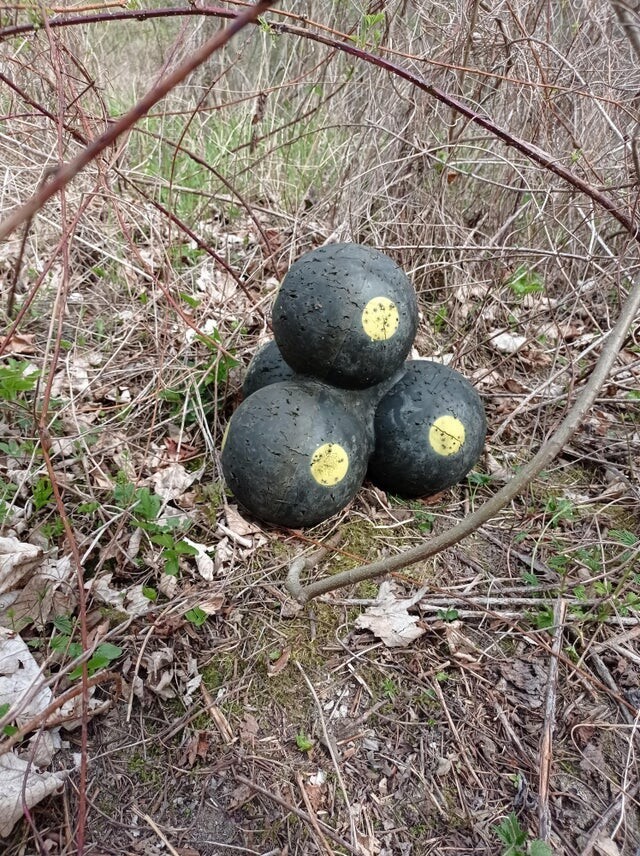 Эти странные шары нашли на прогулке в лесу