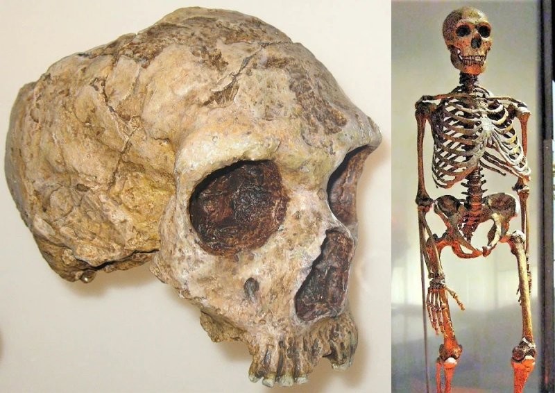 Тот самый найденный череп и воссозданный учёными скелет неандертальца