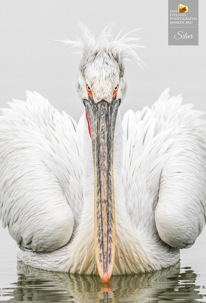«Взгляд пеликана», Трейси Лунд. 2 место в категории "Природа, Дикая природа"