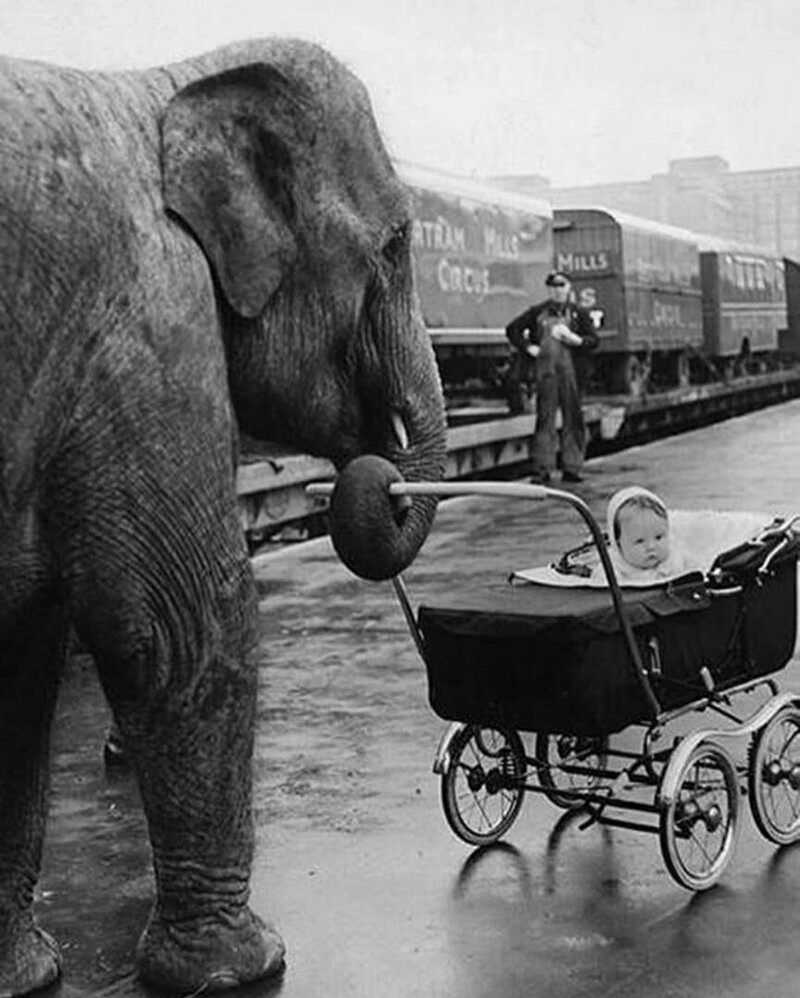 9. Слон Кама гуляет с дочкой цирковой укpотительницы, 1958 год