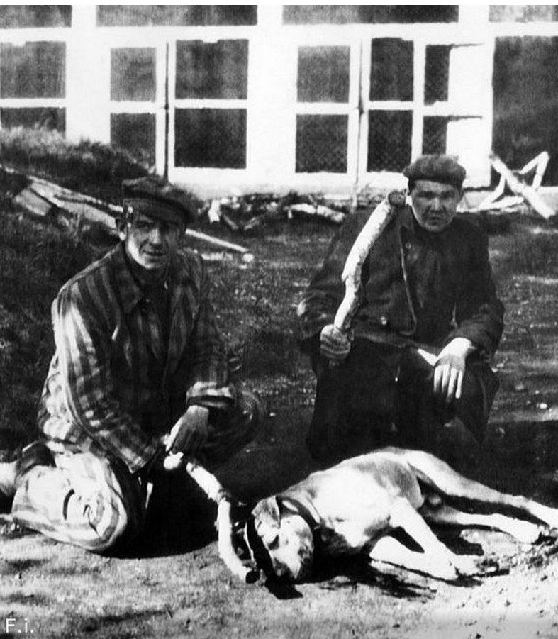 Освобожденные заключенные концлагеря Дахау забили немецкую сторожевую собаку