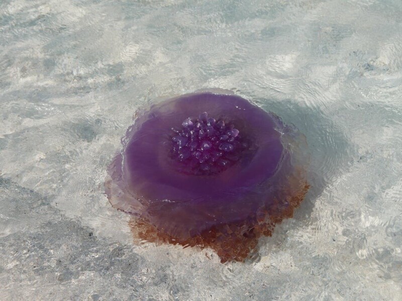 Корона-медуза, она на 95 процентов состоит из воды