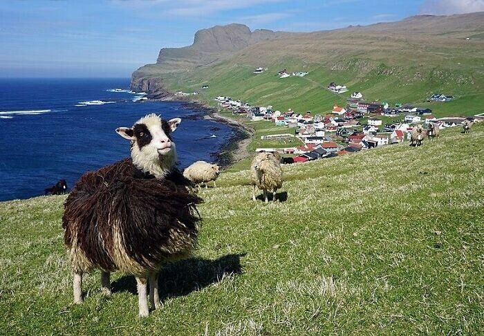 12. Фарерские острова. В стране больше овец, чем людей