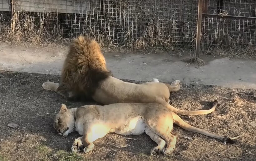 Необычные взаимоотношения в парке Тайган: холодный лев и горячая львица
