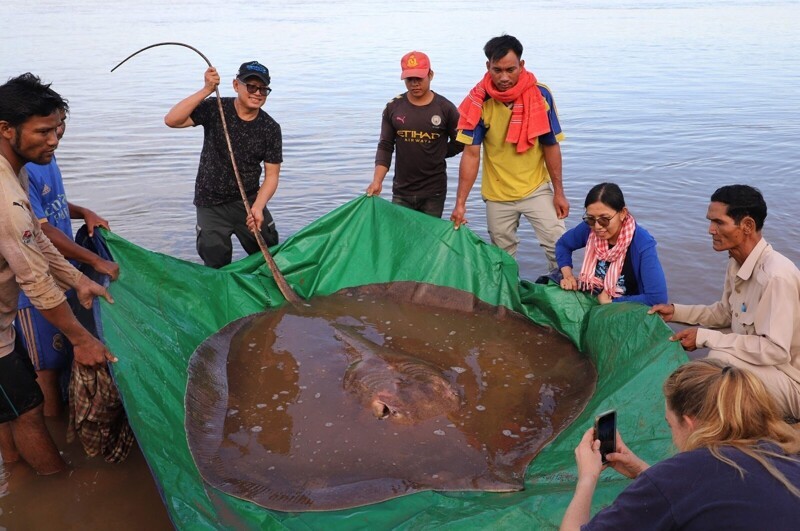 В Камбодже рыбаки вытащили из воды гигантского ската