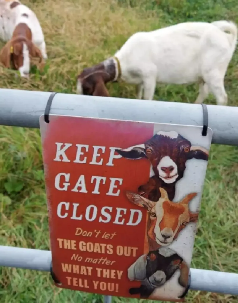 Супруги отправили своих коз «зашибать» деньги, поедая траву на участках