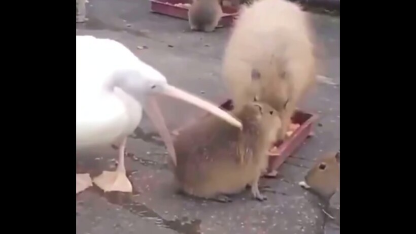 Пеликан пытается съесть детеныша капибары