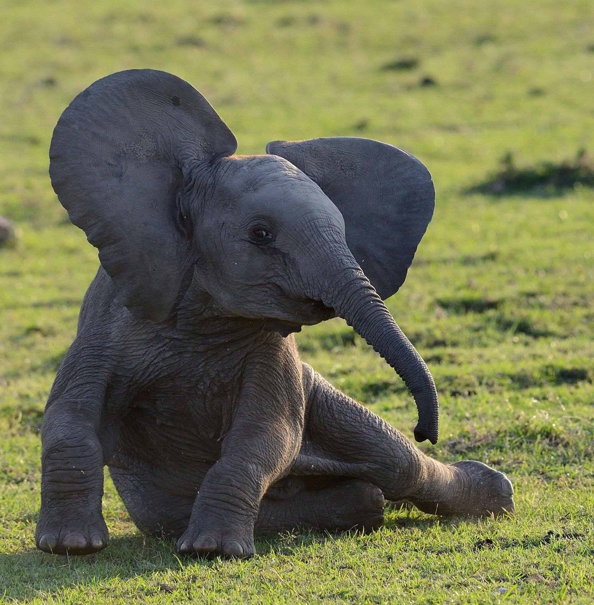 Я и мой слон. Слоник. Смешной слон. Самый милый слонёнок. Смешной Слоник.