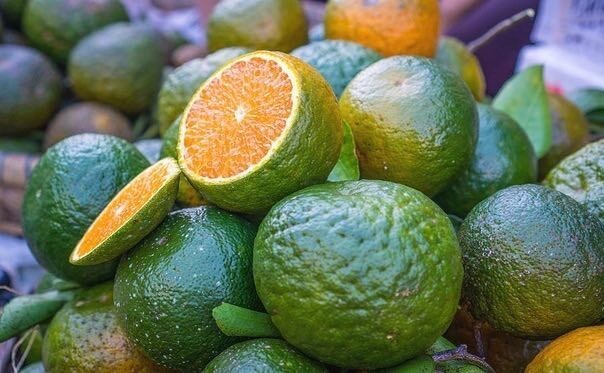 Настоящий цвет апельсинов - зелёный