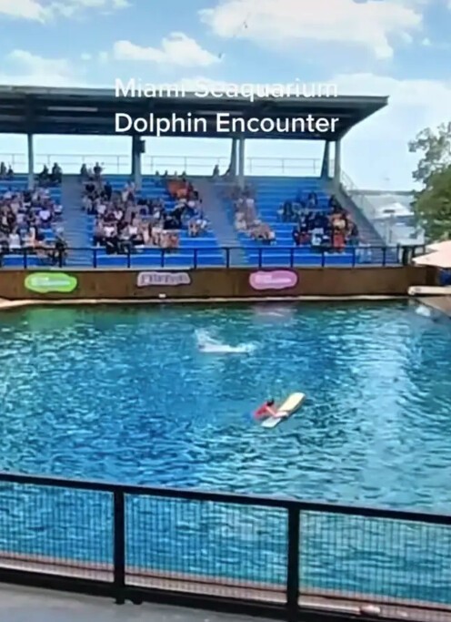 Дельфин из океанариума чуть не утопил тренера