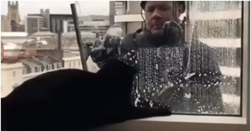 Мойщик окон играет с котом