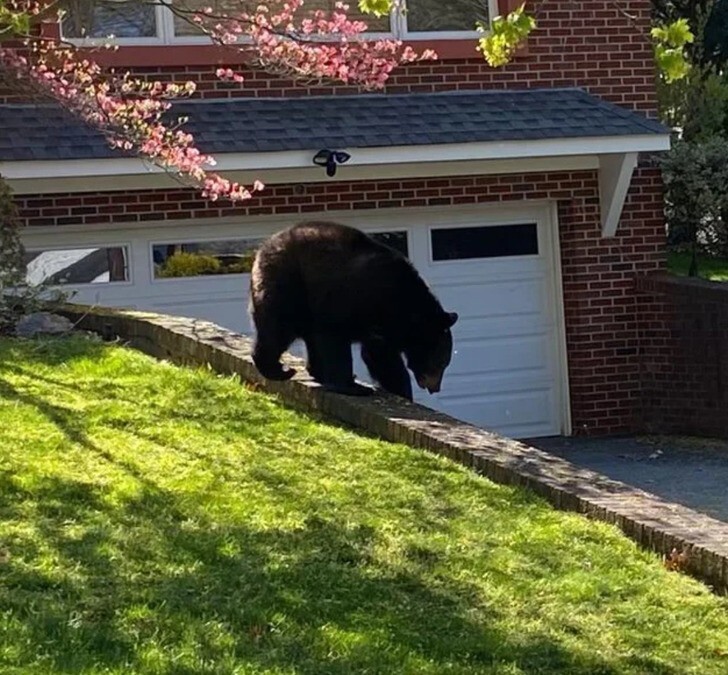 "Сейчас по моему двору гуляет медведь"