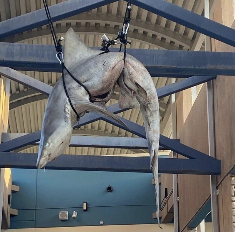 Старшеклассники в Понте Ведра в порядке пранка подвесили под потолком школьного здания дохлую акулу