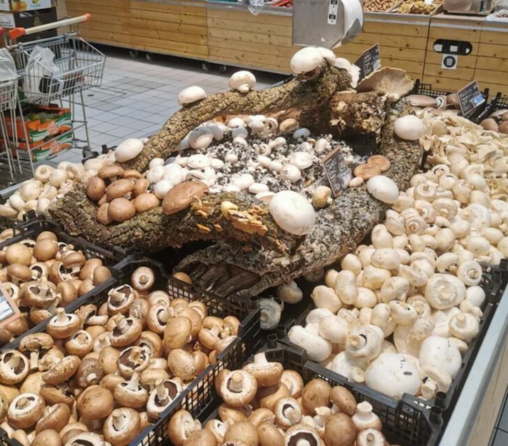 "В нашем местном супермаркете грибы выращивают прямо в торговом зале"