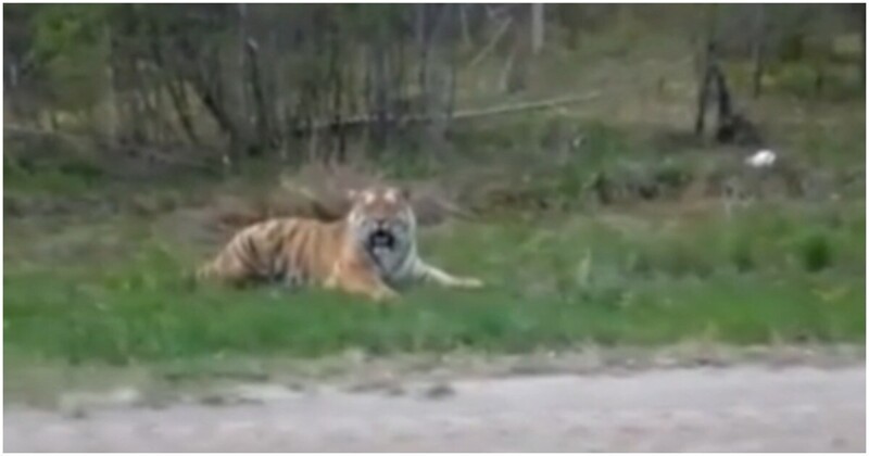 Мужчины встретили тигра у обочины дороги