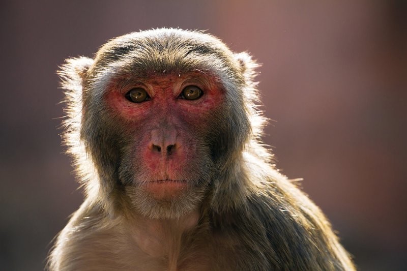 В Австралии и Канаде люди начали заражаться обезьяньей оспой