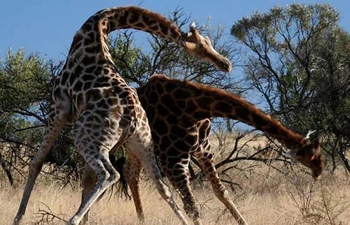 9. Самцы жирафов бьют самку головой о мочевой пузырь, пока она не помочится, а затем пробуют мочу на вкус, чтобы определить, овулирует ли самка