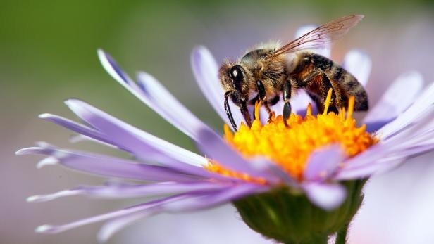 11. Медоносные пчелы, которых вы видите в своём дворе, живут последние 2-3 недели своей жизни