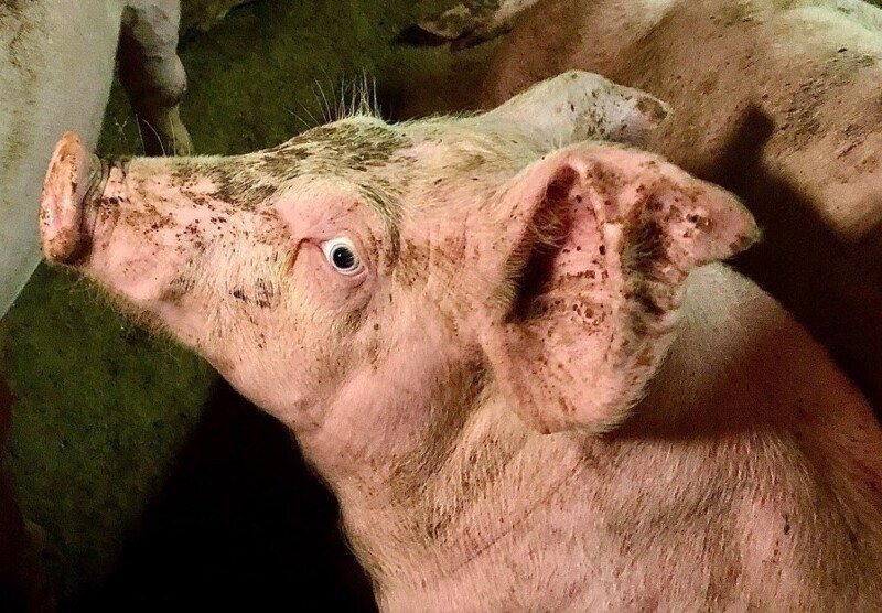 16. Свиньи съедят человеческое тело целиком, вместе с костями. Удобно избавляться от тела. Остерегайтесь свиноводов