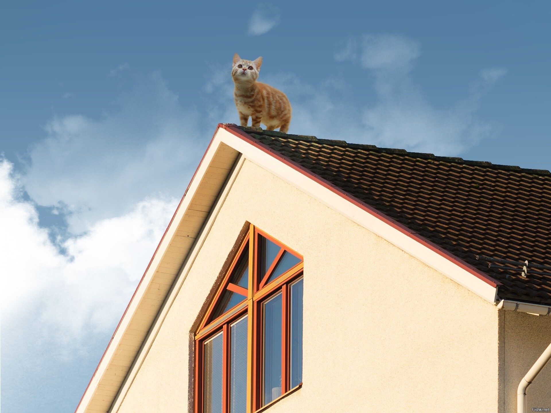 Коты на крыше дома